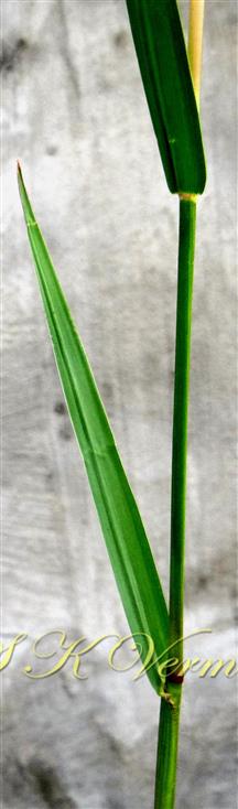  Leaf
